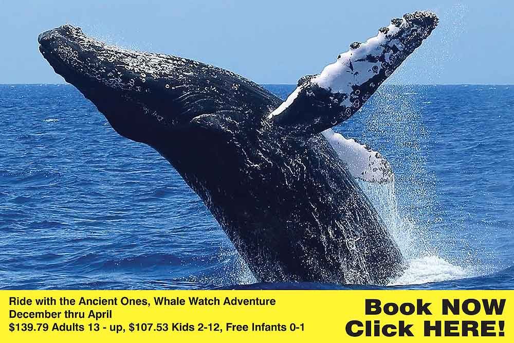 mcb-FH-KaiKanani-WhaleWatchingAdventure-s2022-1